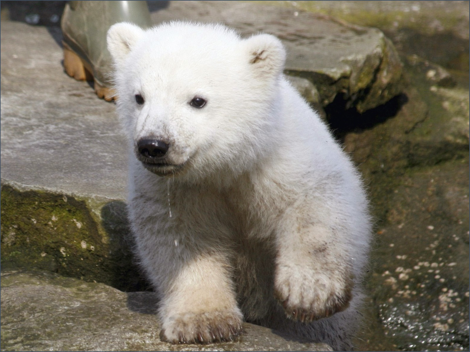1030 animals polar bear wallpaper